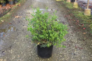Pot 15L