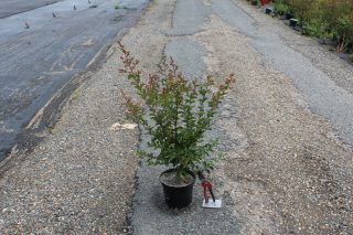 Pot 3L