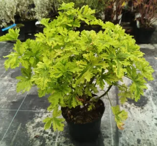 Géranium au parfum d’agrume 'Charity' (Pelargonium) — plante buissonnante au feuillage vert clair découpé · Pot 3L