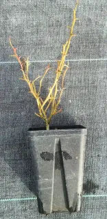 Orange trifoliée naine 'Flying dragon' (Poncirus trifoliata) — jeune plant épineux sans feuilles dans pot noir · Godet