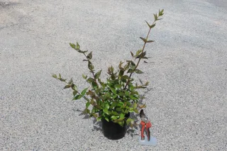 Pot 2L hauteur moyenne 20/40 cm (hors pot)