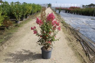 Pot 15L Touffe