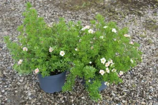 Potentille 'Lovely pink' (Potentilla fruticosa) — jeunes arbustes fleuris en pot sur gravier · Pot 3L