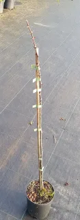 Poivrier de sansho (Zanthoxylum schinifolium) — jeune plant ligneux épineux en pot de culture · Pot 2.5L Baliveau