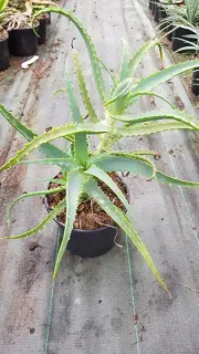 Aloès (Aloe arborescens) — succulente aux longues feuilles dentées en pot plastique · Pot 2.5L