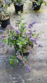 Céanothe gris 'Yankee Point' (Ceanothus griseus) — jeune arbuste fleuri en pot de pépinière · Pot 3L