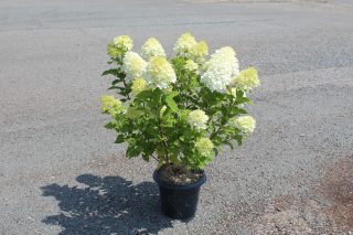 Pot 7.5L