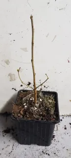 Mûrier blanc 'Milanówek' (Morus alba) — jeune plant ligneux nu dans pot noir · Godet