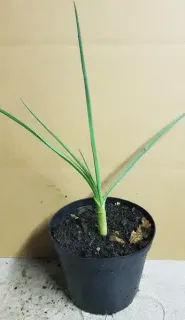 Ail d'ornement 'Forelock' (Allium amethystinum) — jeune plant à longues feuilles vertes en pot · Pot 1.5L