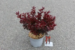 Pot 3L