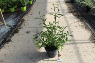 Pot 7.5L hauteur moyenne 60/80 cm (hors pot)