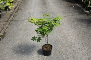 Érable du japon 'Osakazuki vert' (Acer palmatum) — jeune arbuste feuillu en pot sur allée · Pot 3L