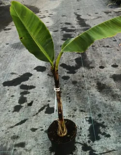Bananier japonais 'Red tiger' (Musa sikkimensis) — jeune plant tropical élancé en pot noir · Pot 6L