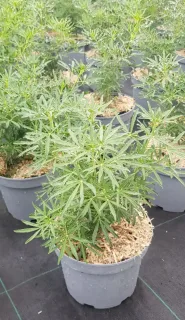 Oranger du mexique 'White dazzler' (Choisya ternata) — jeunes plants feuillus en pots de pépinière · Pot 3L