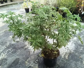 Géranium au parfum de menthe poivrée 'Joy lucille' (Pelargonium tomentosum) — jeune plante aromatique en pot plastique noir · Pot 3L