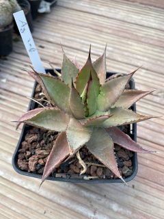 Pot 1L Hauteur 5-8 cm (hors pot)