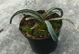 Yucca hérisson (Yucca harrimaniae) — jeune plante succulente vert bleuté en pot noir · Pot 2.5L Touffe