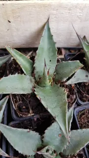 Agave des montagnes 'Hybride' (Agave montana) — jeune succulente épineuse en pot de pépinière · Godet