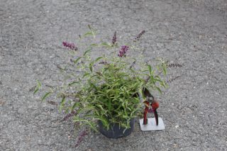 Pot 3L
