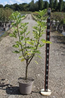 Pot 12L formé en gobelet sur une tige de 60-70 cm, hauteur totale de 125-150 cm (hors pot), plante âgée de 3 ans