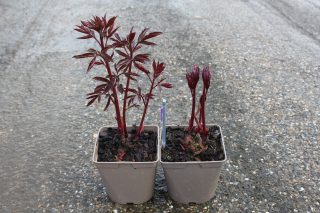 Pot 25L