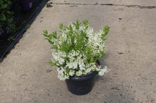 Pot 7.5L