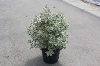 Pot 7.5L