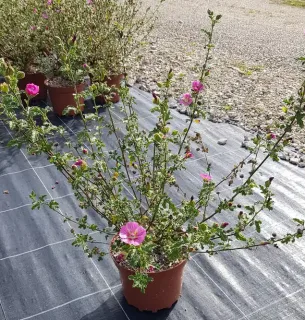 Mauve du cap rouge 'Large red' (Anisodonthea capensis) — arbuste ramifié en pot, fleurs rose vif ouvertes · Pot 3L