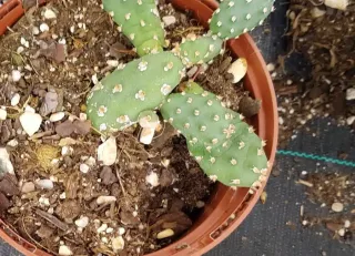 Figuier de barbarie 'Freiberg' (Opuntia fragilis) — cactus segmenté épineux en pot plastique · Pot 2.5L