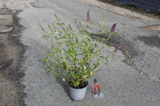 Arbre aux papillons 'bleu empereur' (Buddleia davidii) — jeune arbuste fleuri en pot avec sécateur · Pot 3L