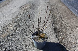 Pot 5L