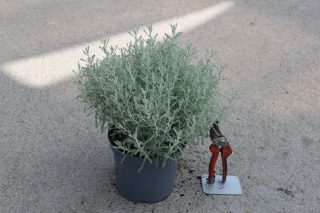Pot 3L