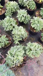Echeveria (Echeveria pulvinata) — plusieurs rosettes succulentes duveteuses en pots noirs · Pot 2.5L