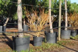 Érable du japon 'Sango kaku vert' (Acer palmatum) — jeune arbuste ramifié en pot noir de pépinière · Pot 80L