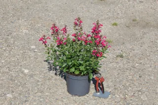Sauge gregii 'Mirage hot pink rose vif' (Salvia gregii) — plante fleurie rose en pot avec sécateur posé · Pot 3L