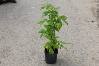 Pot 2L hauteur moyenne 20/40 cm (hors pot)
