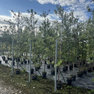 Pot 10L Formé sur tronc de 200 cm (circonférence 6-8 cm), hauteur totale 300-350 cm (hors pot)