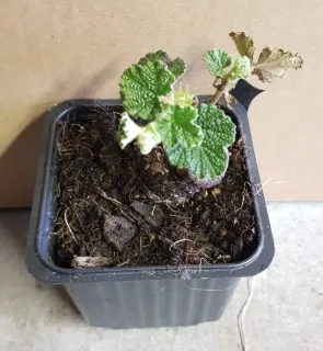 Framboisier rampant de taïwan (Rubus hayata-koidzumii) — jeune plant feuillu dans pot carré noir · Godet