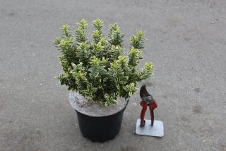 Pot 3L hauteur moyenne 20/25 cm (hors pot)
