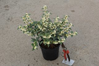 Pot 3L