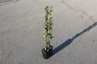 Pot 2L hauteur moyenne 60/80 cm (hors pot)