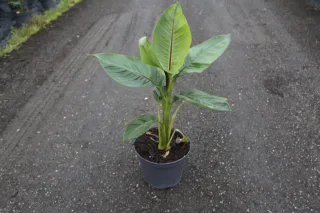Bananier japonais 'Red tiger' (Musa sikkimensis) — jeune plante tropicale aux grandes feuilles vertes · Pot 5L