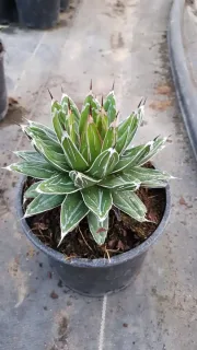 Agave victoria reginae — rosette succulente verte bordée de blanc en pot · Pot 2.5L