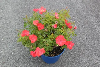 Pot 5L