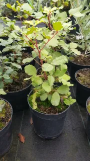 Caroubier (Ceratonia siliqua) — jeune plant vert en pot noir de pépinière · Pot 2.5L