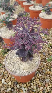 Orpin d'automne 'Seduction hot rose dark stems' (Sedum telephium) — jeune plante charnue aux tiges pourpres en pot · Pot 2.5L Touffe