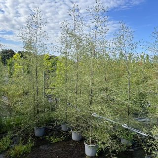 Pot 15L formé en baliveau hauteur variable entre 150-250 cm (hors pot)