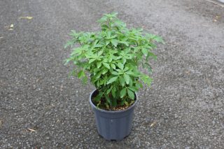 Pot 3L hauteur moyenne 25/30 cm (hors pot)