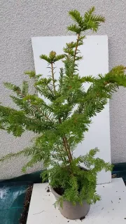 If commun (Taxus baccata) — jeune conifère en pot devant panneau blanc · Pot 6L Touffe