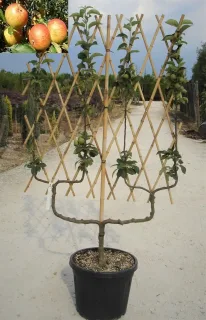 Pommier 'Cox's orange pippin' (Malus domestica) — arbre palissé en pot sur allée de pépinière · Pot 30L